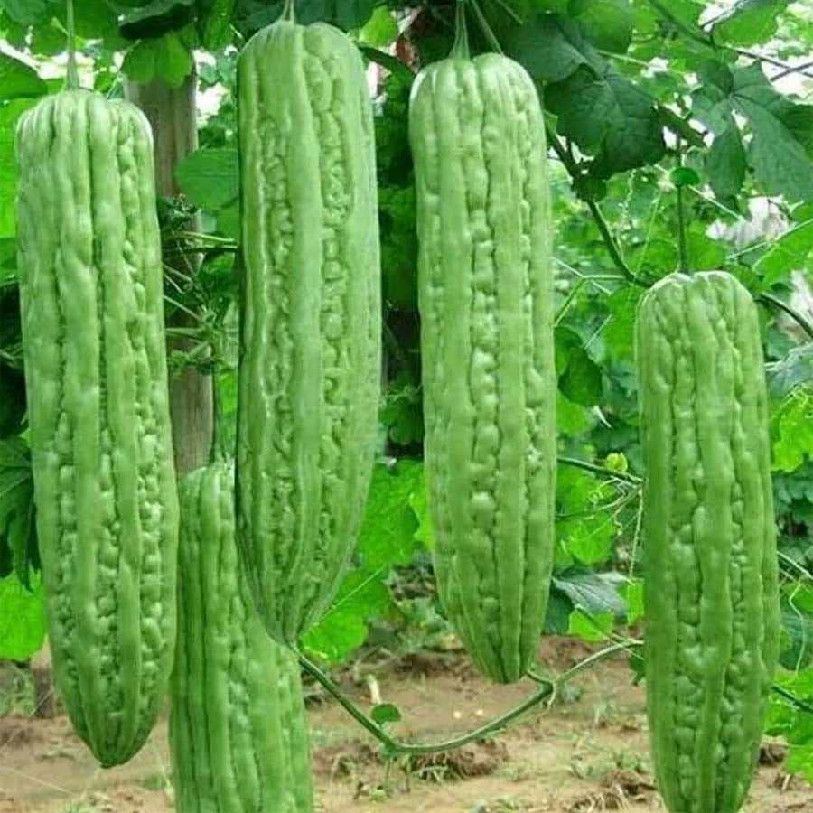 Asian Pinoy Seeds Collections Kalabasa 5pcs, Ampalaya 5pcs, Okra 10pcs, Sitaw 20pcs, Talong 20pcs