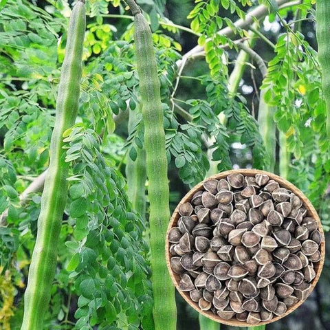 Image of Malunggay / Moringa Seeds 10 Seeds