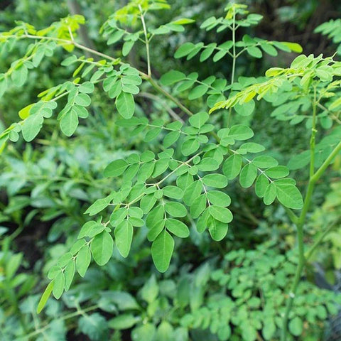 Image of Malunggay / Moringa Seeds 10 Seeds