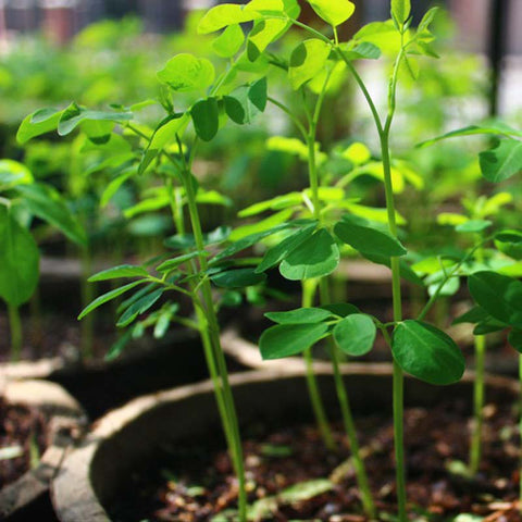 Image of Malunggay / Moringa Seeds 10 Seeds