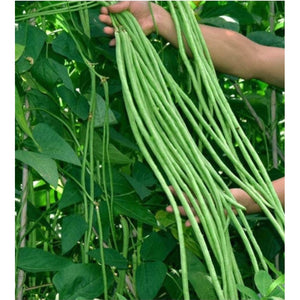 20pcs Sitaw Seeds / Asian Yard Long String beans