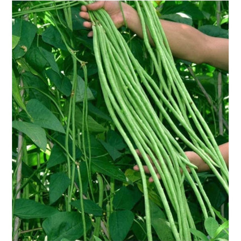 Image of 20pcs Sitaw Seeds / Asian Yard Long String beans