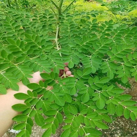 Image of Malunggay / Moringa Seeds 10 Seeds