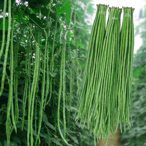 Image of 20pcs Sitaw Seeds / Asian Yard Long String beans